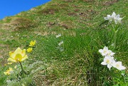 18 Anemone narcissino con Pulsatilla sulfurea